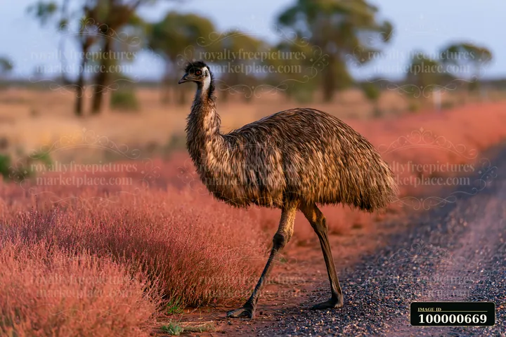 An emu walks across a dusty path on an outback plain in Australia, surrounded by pink vegetation and trees during the evening light.