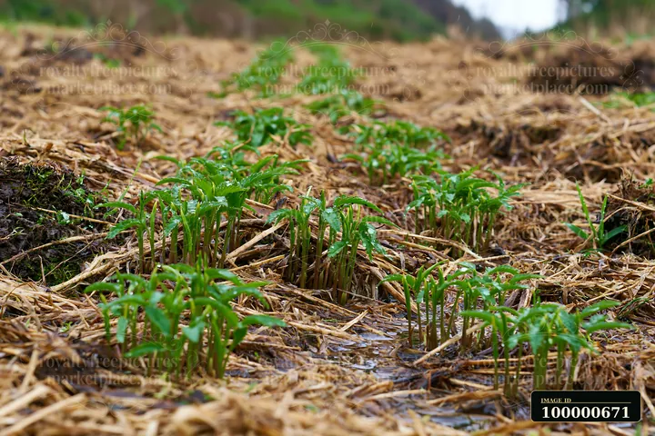 New green plants emerge in a meadow recovering after mowing, with straw covering the ground.