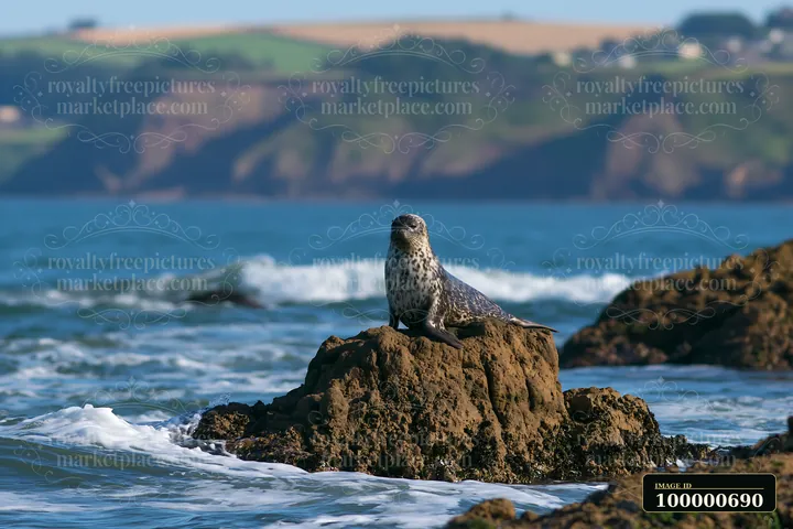 A seal rests on a rocky outcrop surrounded by water.