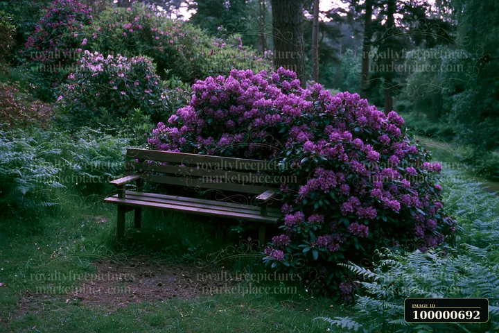 A wooden bench sits next to a large rhododendron blooming hillside surrounded by ferns and trees.