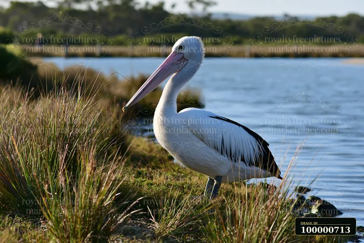 An Australian pelican stands on the grassy bank of a lagoon.