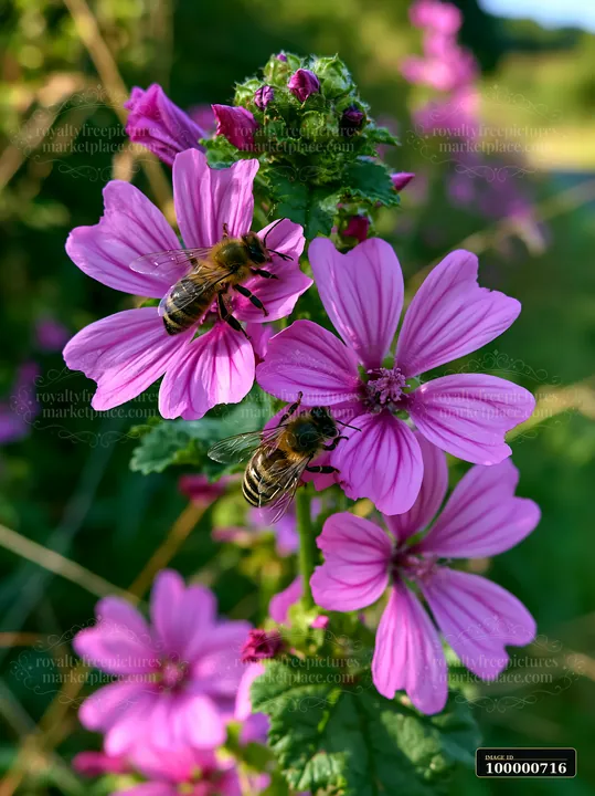 Bees on meadow flowers gather nectar from pink blooms in a sunny setting.