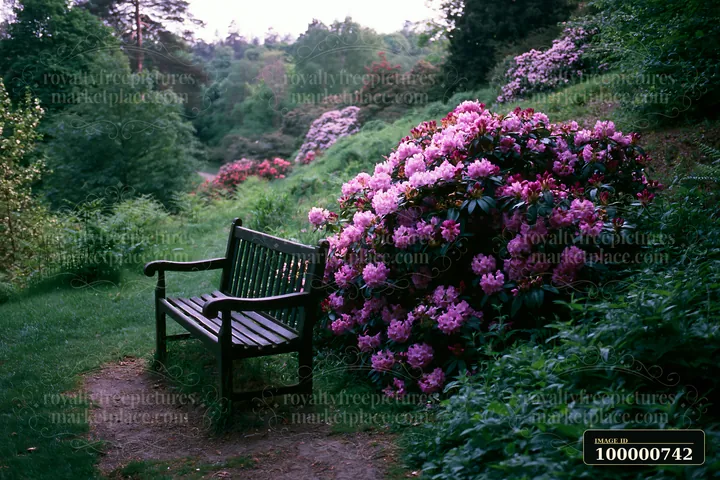 A hillside features vibrant rhododendron bushes in full bloom beside a wooden bench.