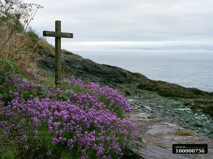 Purple sea lavender grows along the coastline with a wooden cross on the rocky shore.
