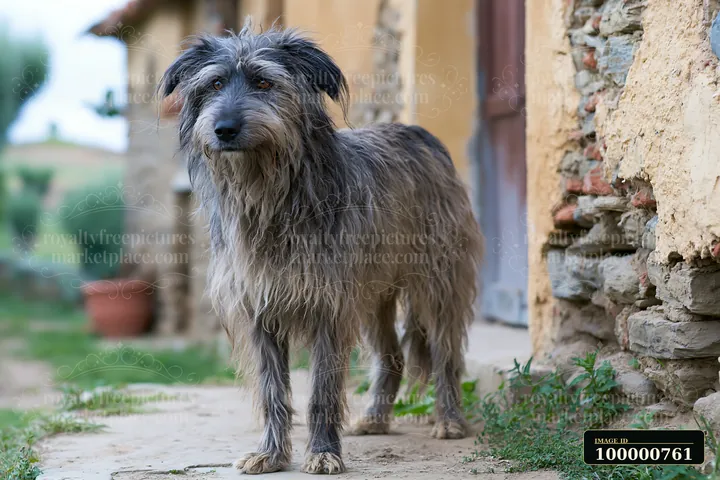 A rare dog breed with unusual coat texture stands on a pathway near a rustic building.