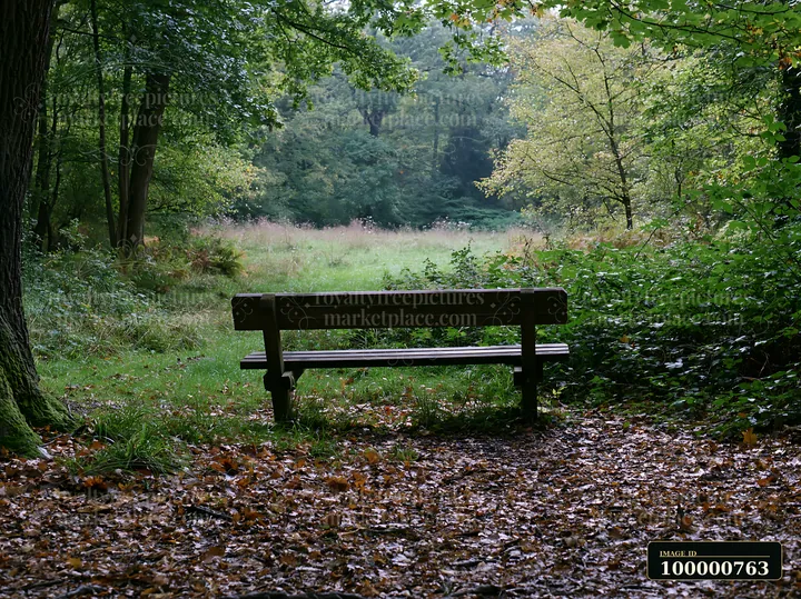 A wooden bench sits in a forest clearing surrounded by trees and fallen leaves.