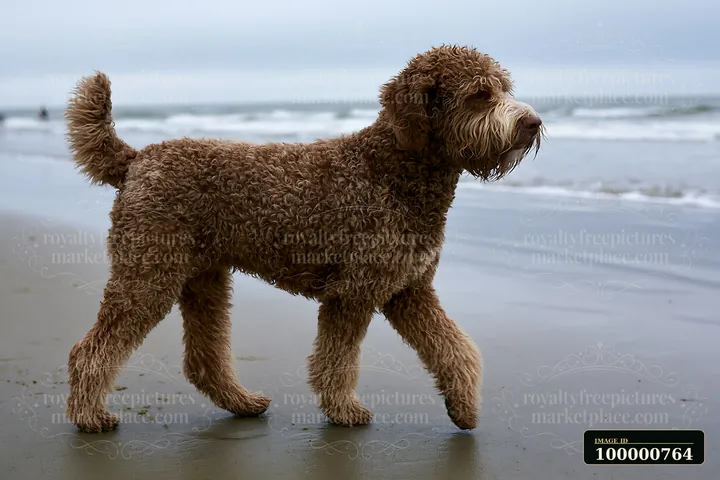 A rare dog breed near seaside walks on wet sand as waves roll in.
