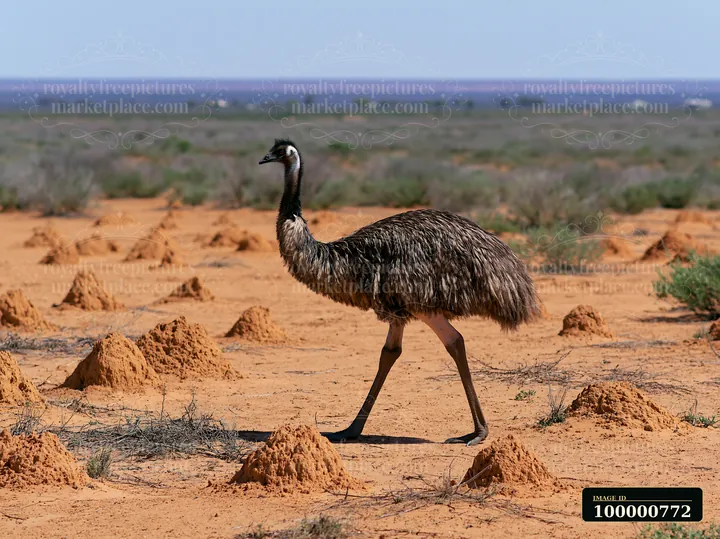 An emu walks across an outback plain, surrounded by anthills on sandy terrain.