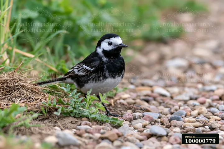 A small bird is walking on a gravel path surrounded by green grass and plants.