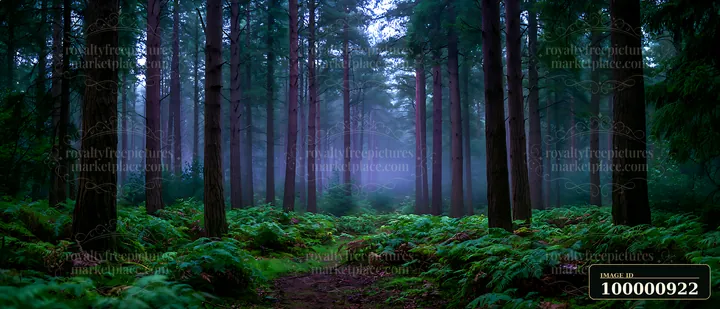 A forest path leads through tall trees and lush green ferns under a misty sky.