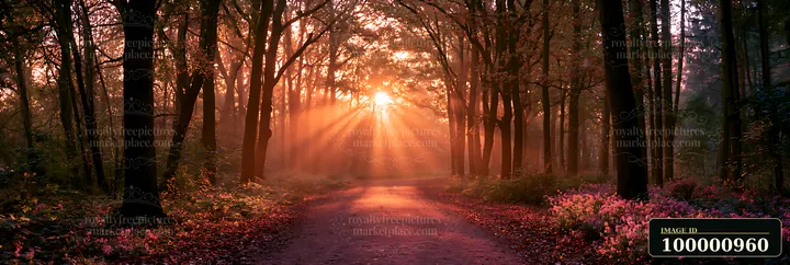 Sunlight shines through trees, casting rays onto a path in the forest.