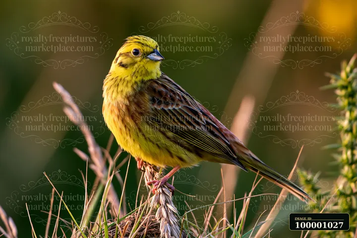 A yellow bird perches on tall grass in a meadow with nesting bird habitat.