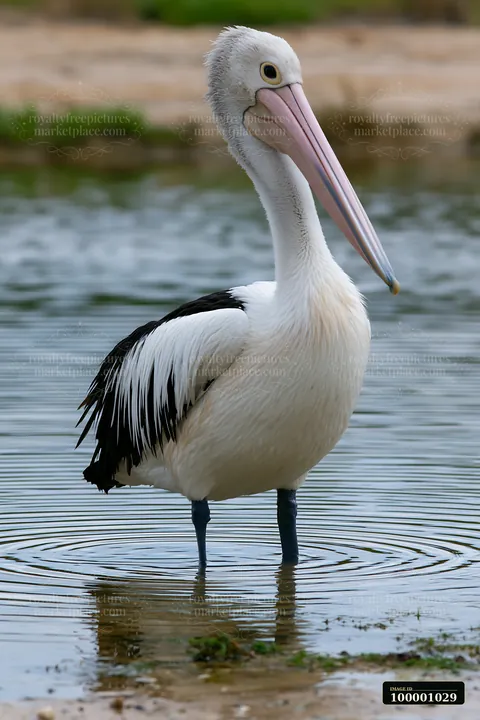 An Australian pelican stands in shallow water of a coastal lagoon, creating ripples around its feet.