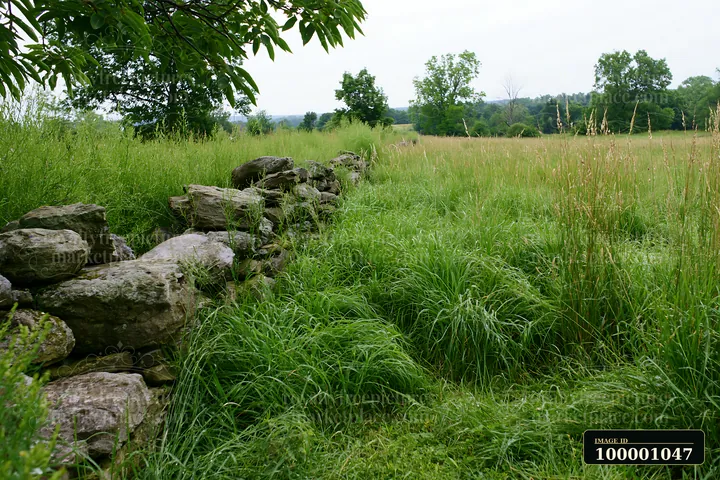 A stone wall divides a meadow with nesting bird habitat.