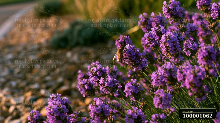 A honey bee collects nectar from vibrant purple lavender blooms in a garden.