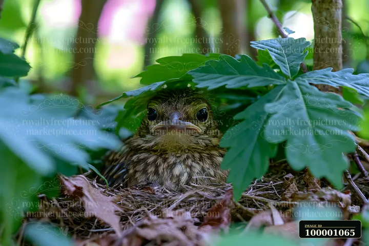 A bird rests concealed under leaves in a meadow with nesting bird habitat.