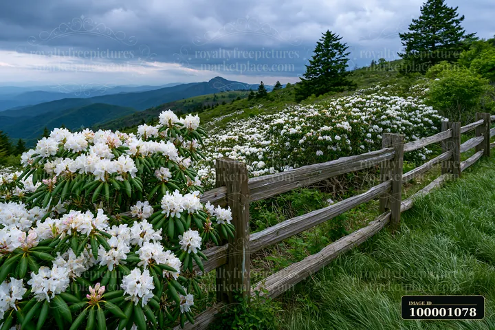 Rhododendron blooming hillside showcases clusters of white flowers beside a wooden fence against a backdrop of mountains and overcast skies, creating a natural