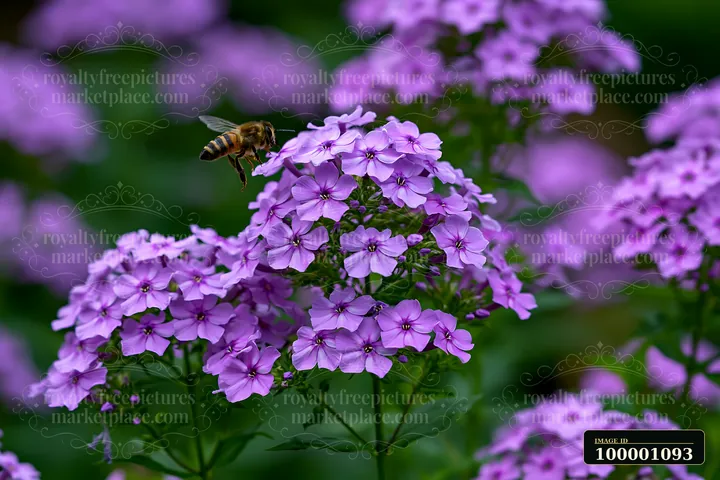 Bees are seen gathering nectar from purple phlox flowers in a vibrant cottage garden.