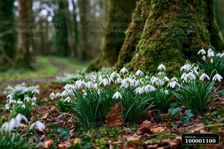Snowdrop flowers beneath trees create a natural scene in the forest.