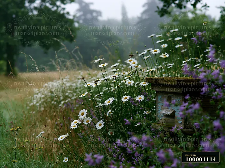 A meadow in morning mist shows a variety of wildflowers blooming near a bee box.