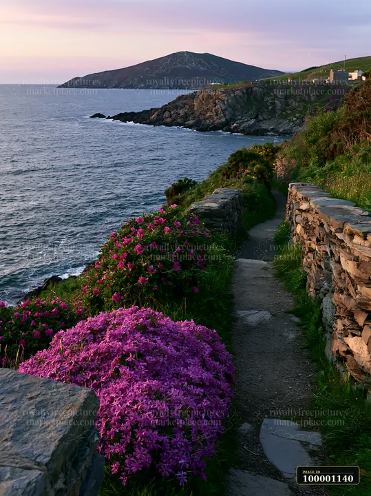 A pathway lined with vibrant pink flowers leads to a rocky peninsula by the ocean.