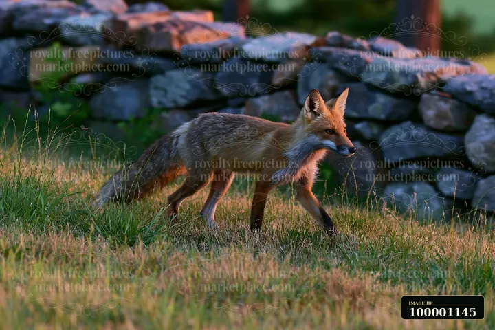 A red fox moves gracefully across a meadow, passing a stone wall.