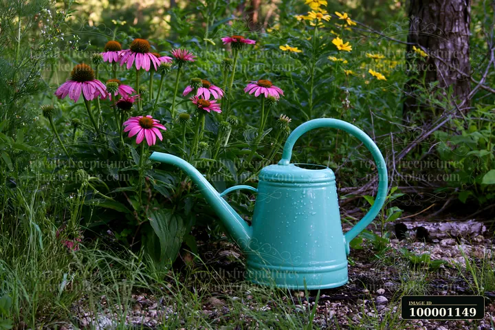 Bright echinacea flowers bloom in a prairie garden, accompanied by a green watering can resting nearby on the ground.