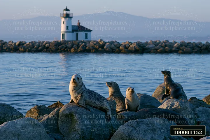 Seals rest on large rocks while a lighthouse stands in the background at sunset.
