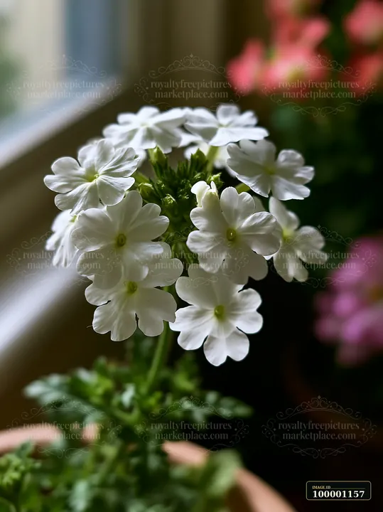 White verbena flowers in container show natural beauty indoors with soft light.