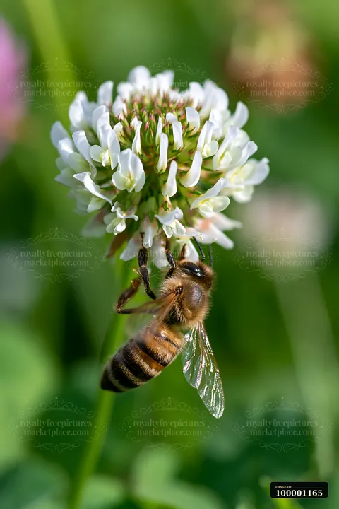 A honey bee collects nectar from a clover flower in a garden.