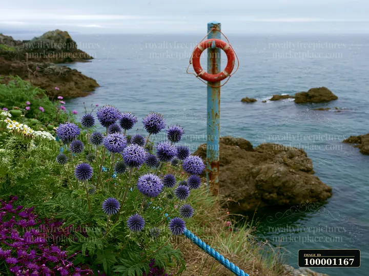 Sea holly flowers by coast grow in colorful clusters alongside the rocky shore.