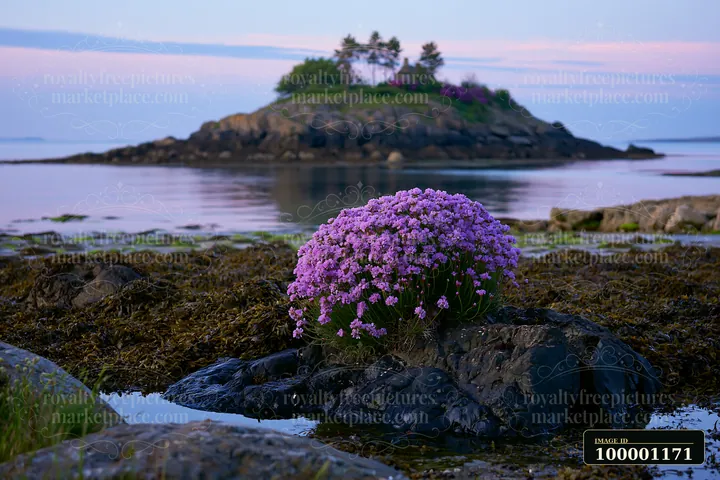 A rocky island features a cluster of sea lavender in the foreground.