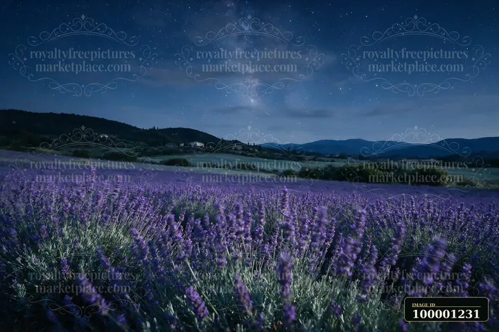 A vibrant lavender field stretches under a starry night sky, showcasing the Milky Way.