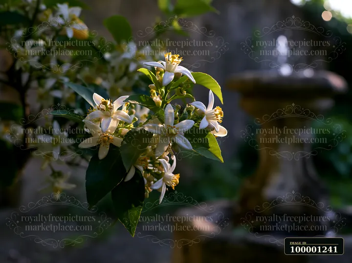 Lemon tree blossoms in sunlight show delicate white flowers with yellow centers.