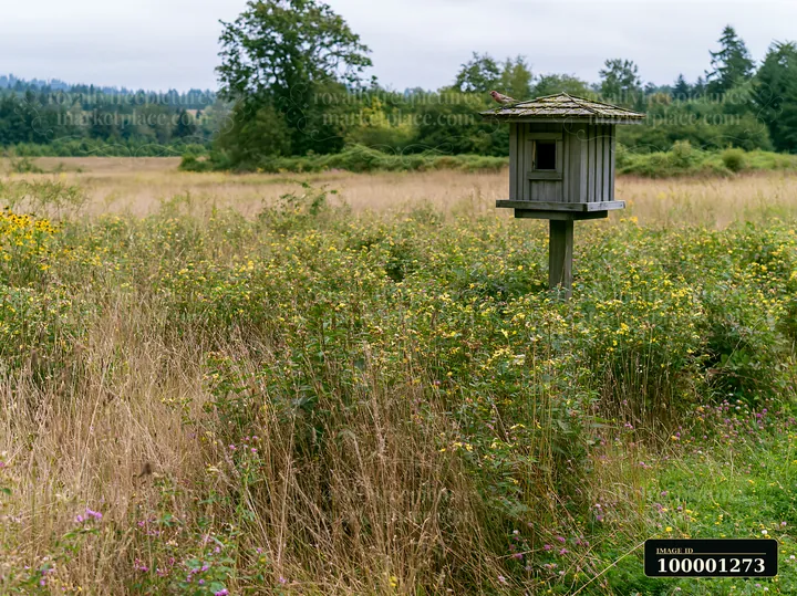 A birdhouse is situated in a meadow with nesting bird habitat, surrounded by tall grass and wildflowers.