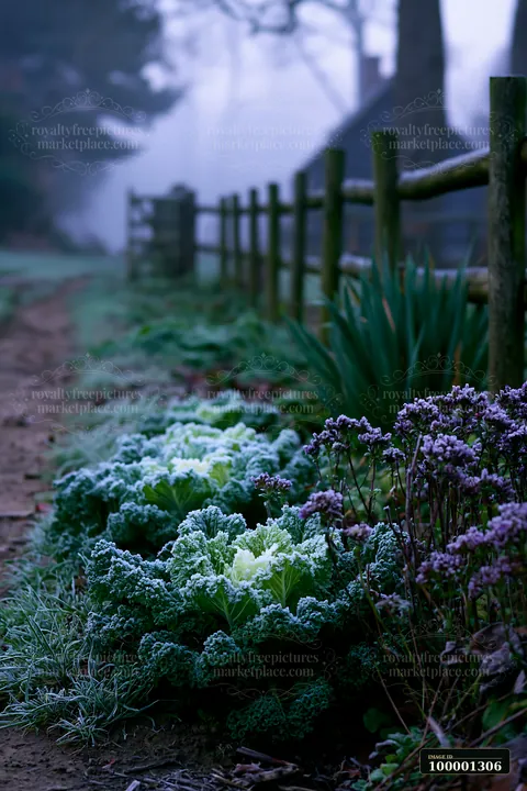 Frost covers leafy green plants along a dirt path near a farmhouse.