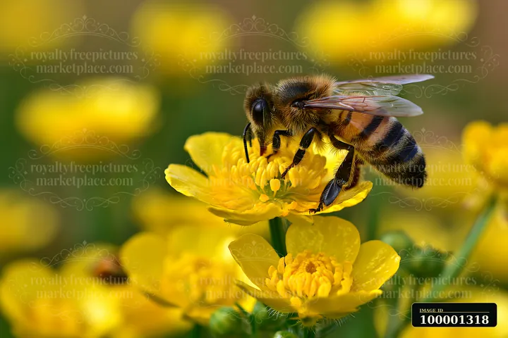 A bee gathers nectar from bright yellow buttercups on an island covered with buttercups, showcasing the relationship between pollinators and flowers in a natura