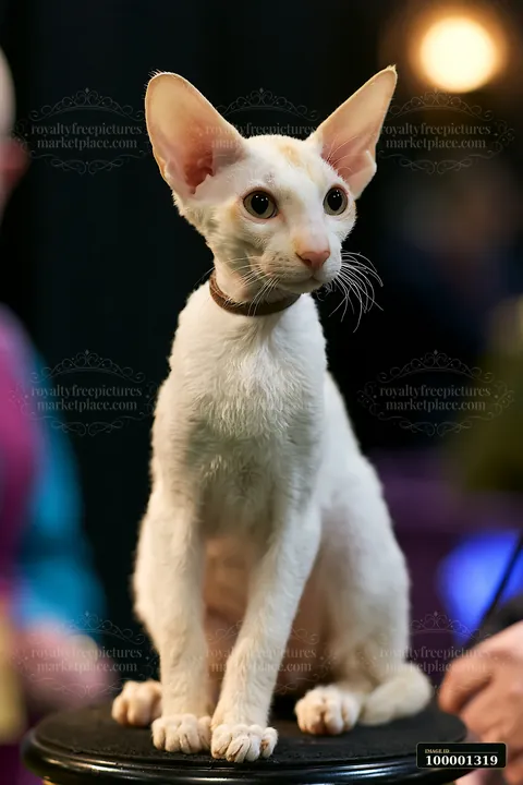 A rare cat breed at a cat show sits on a pedestal while being admired by visitors.