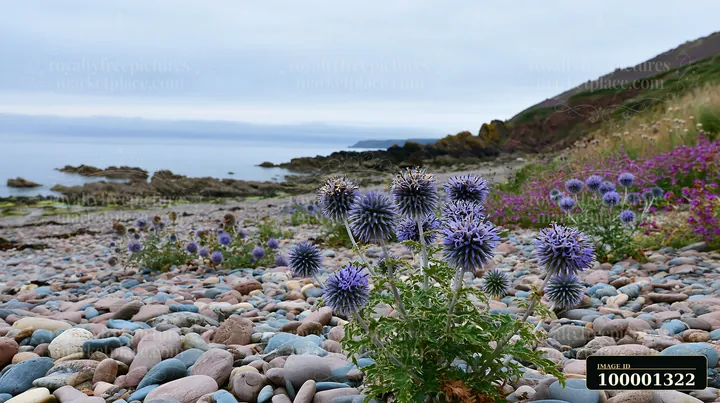 Sea holly flowers grow along a pebbled beach near the coast, surrounded by rocks and other plants.