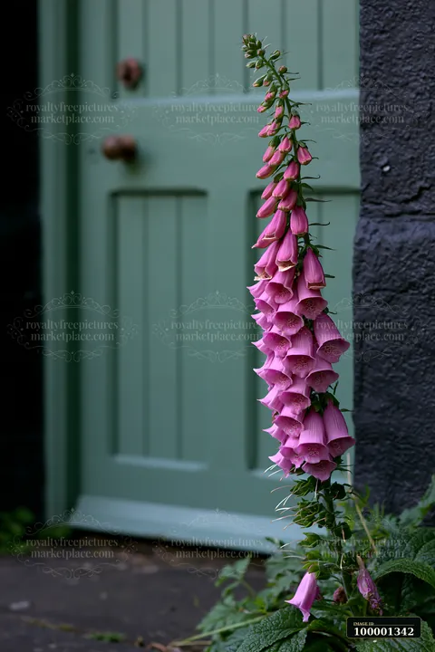 Tall foxglove flowers stand near a green door of a cottage.