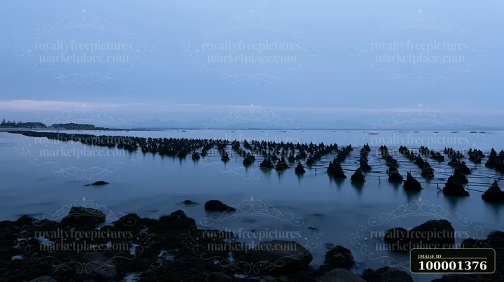 The coastline with mussel farms is visible during dusk, with rows of mussel beds emerging from the water.