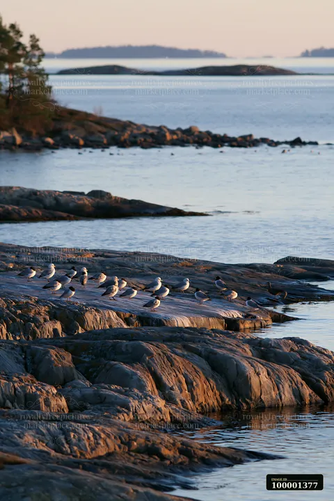 Birds can be seen resting on the exposed rocks along the coastline as the sun sets over the water.