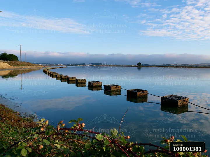 Oyster beds line the shoreline in a calm bay with clear water.