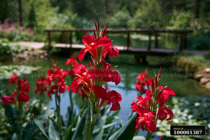 Canna lily flowers by pond showcase bright red blooms near a wooden bridge surrounded by green foliage.