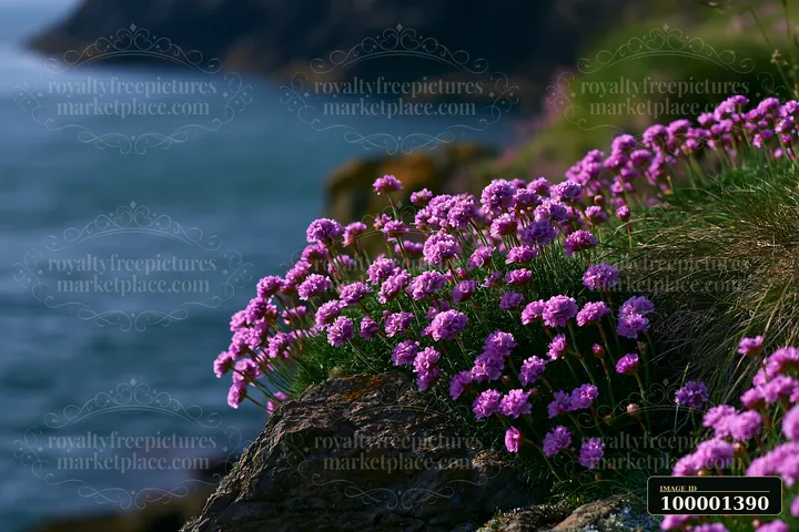 Seaside flowers grow along a cliff edge, showcasing bright purple blooms against a rocky backdrop with the ocean in the background.