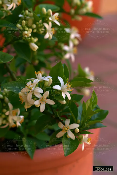 Orange tree flowers close up show white blossoms surrounded by green leaves in a garden pot.
