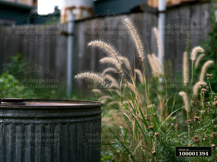 Tall grass and weeds grow freely around a trash bin in an urban setting, highlighting the contrast between nature and city structures.