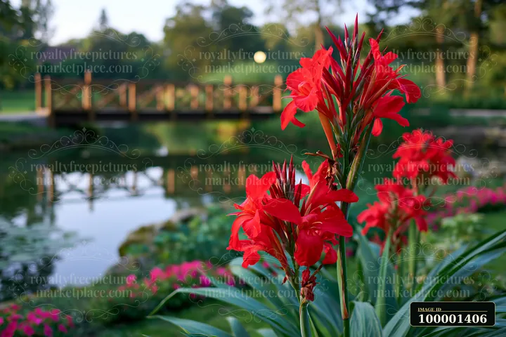 Canna lily flowers by pond show vibrant red blossoms near water, while a wooden bridge is visible in the background surrounded by green trees and flowers during
