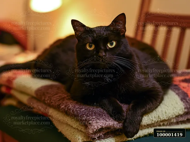 A Bombay cat rests calmly on a stack of blankets in a cozy indoor setting.