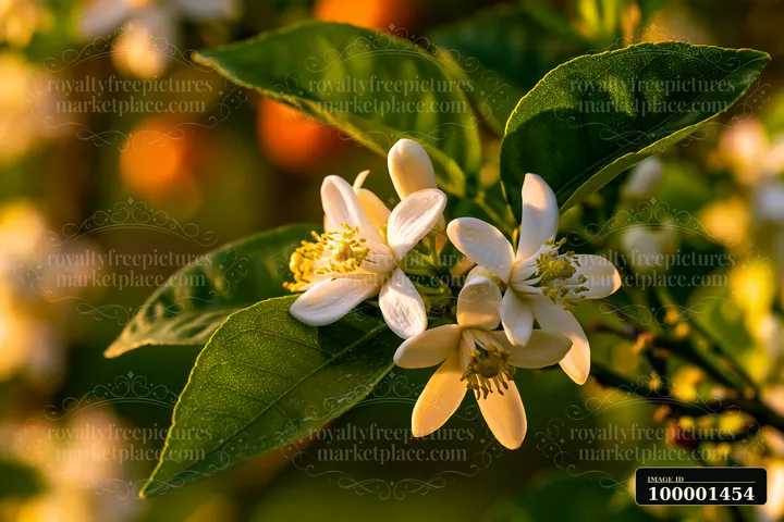Orange tree flowers close up, revealing the white blossoms and green leaves.